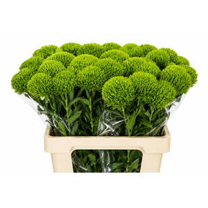 Dianthus Br Kiwi Mellow