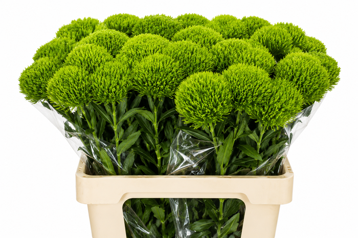 <h4>Dianthus Br Kiwi Mellow</h4>