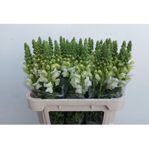 ANTIRRHINUM MAJUS 'POTO WHITE'
