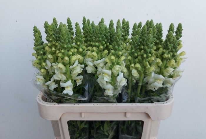 <h4>ANTIRRHINUM MAJUS 'POTO WHITE'</h4>