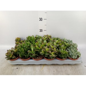 Crassula   ...mix