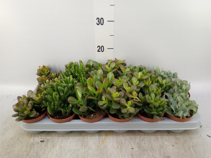 <h4>Crassula   ...mix</h4>