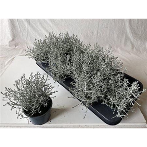 Leucoph Brownii