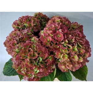 Hydr M Ch White Verena Cl