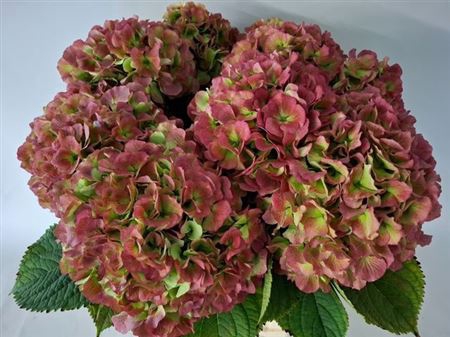 <h4>Hydr M Ch White Verena Cl</h4>