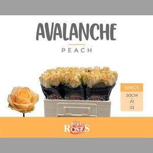 R Gr Avalanche Peach