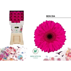 GE GR BON DIA Diamond x45