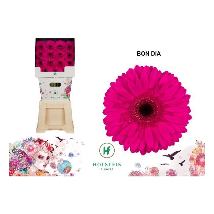 <h4>Ge Gr Bon Dia</h4>