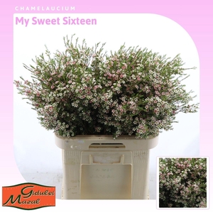 Chamelaucium My Sweet Sixteen