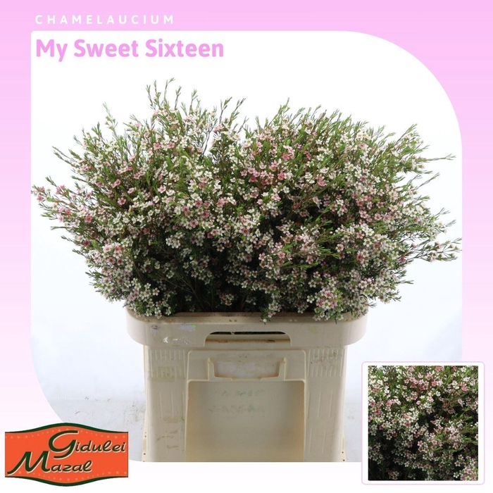 <h4>Chamelaucium My Sweet Sixteen</h4>