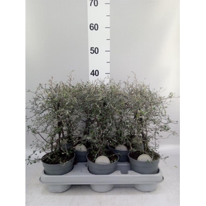 Corokia cotoneaster