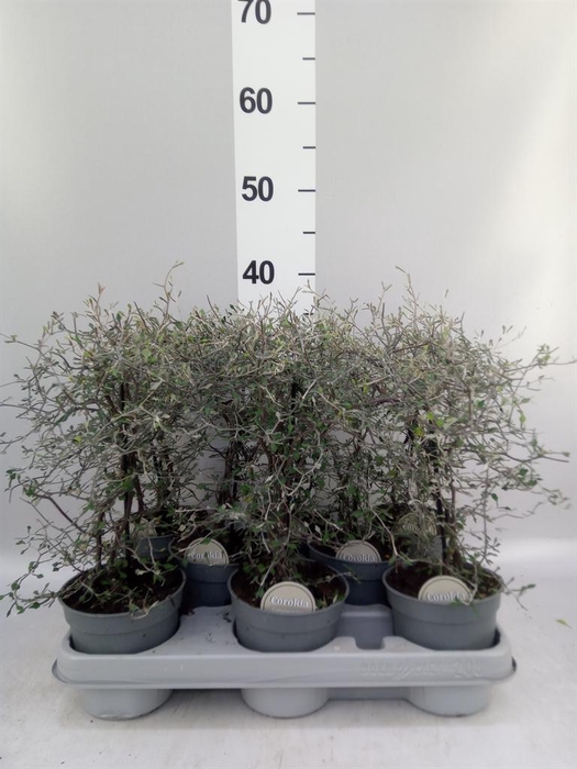 <h4>Corokia cotoneaster</h4>