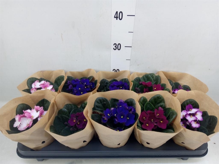 <h4>Saintpaulia ...</h4>