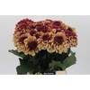 Dahlia Creme de Cognac