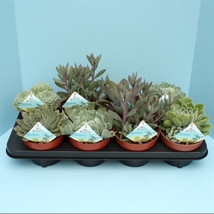 Bio Succulenten Diverse 13cm