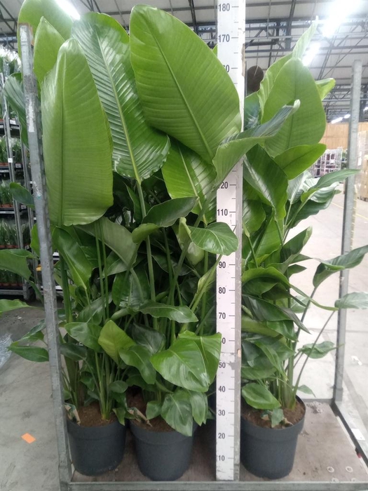 <h4>Strelitzia nicolai</h4>