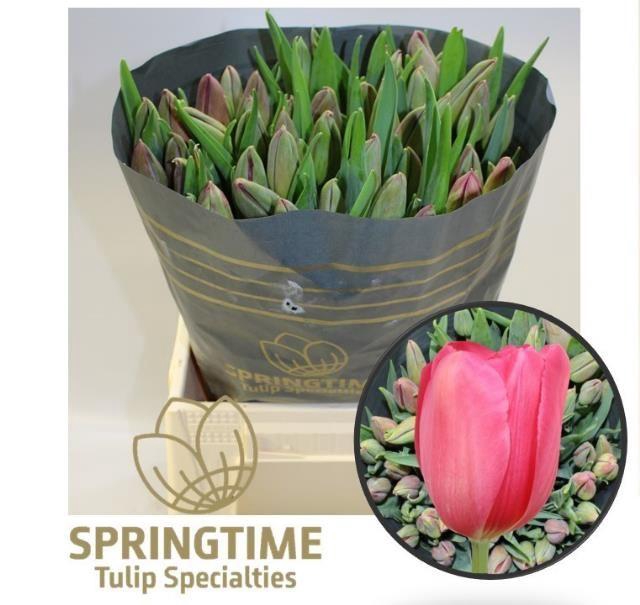 <h4>TU EN LA ROMAINE</h4>