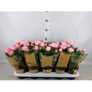 Rosa  'Adele Kordana Grande'