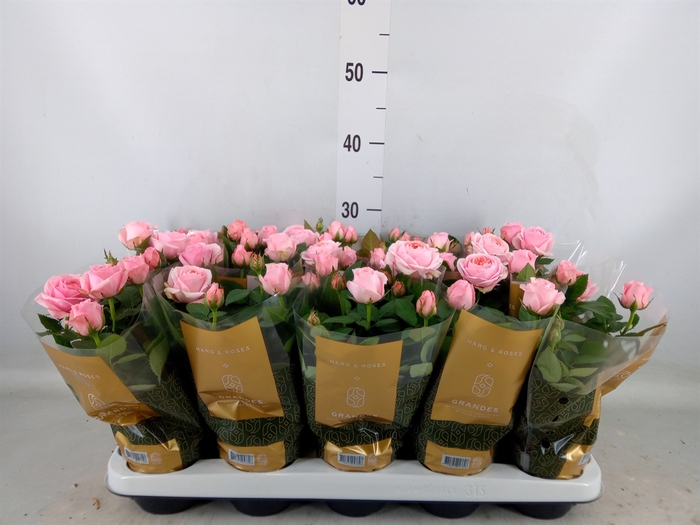 <h4>Rosa  'Adele Kordana Grande'</h4>