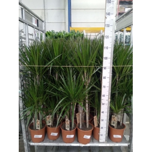 Dracaena marg.