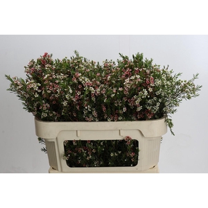 Chamelaucium My Sweet 16