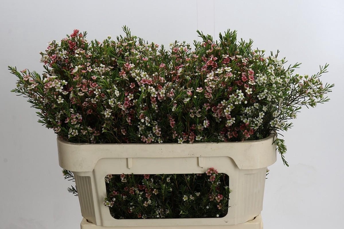 <h4>Chamelaucium My Sweet 16</h4>