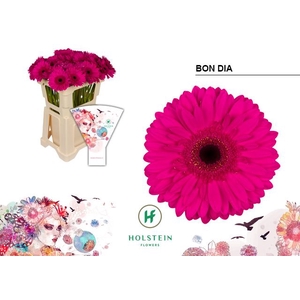 GE GR BON DIA Emmer Hoes x40