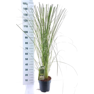 Cortaderia selloana