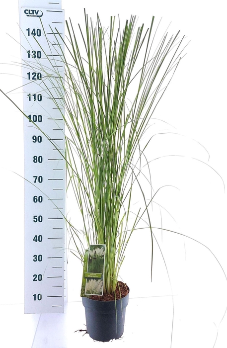 <h4>Cortaderia selloana</h4>