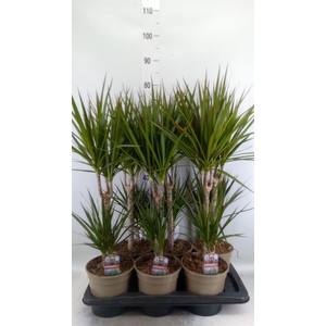 Dracaena marg.