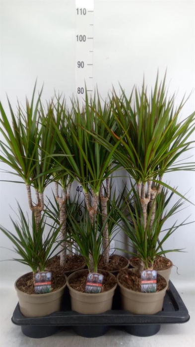 <h4>Dracaena marg.</h4>