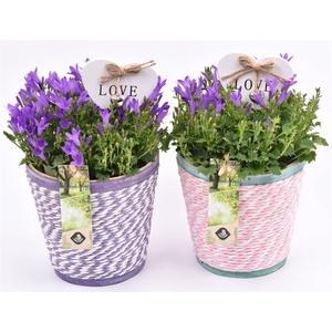 Hout pot paars/roze mix 13cm