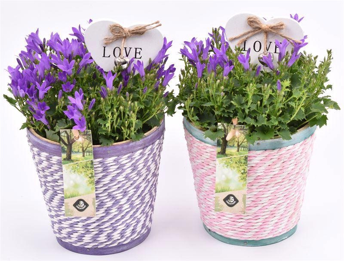 <h4>Hout pot paars/roze mix 13cm</h4>