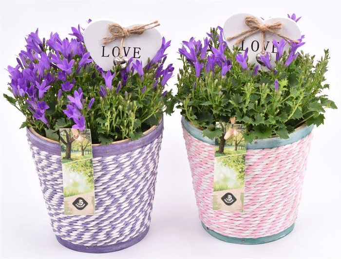 <h4>Hout pot paars/roze mix 13cm</h4>