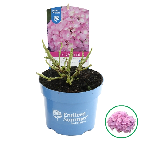 <h4>Hydrangea macr. Endless Summer® 'The Original' Roze C2 (17cm.)</h4>