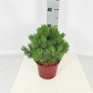 Pinus mugo 'Mops' C2 15-20