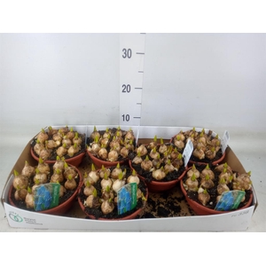 Muscari  'Magic Blue'