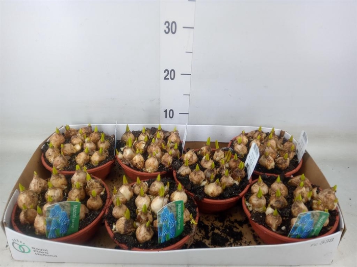 <h4>Muscari  'Magic Blue'</h4>