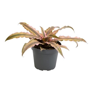 CRYPTANTHUS BIVITTATUS p6 Pink Star