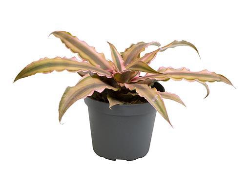 <h4>CRYPTANTHUS BIVITTATUS p6 Pink Star</h4>