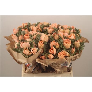 Anemone Powder Salmon