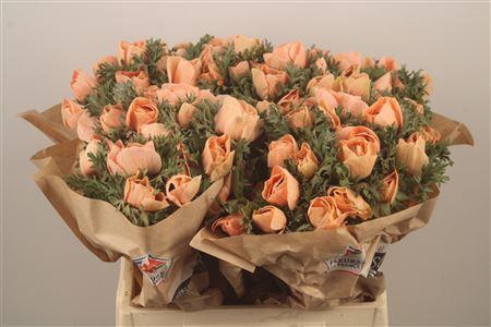 <h4>Anemone Powder Salmon</h4>