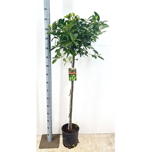 Laurus nobilis overig.