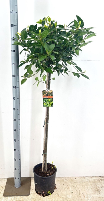 <h4>Laurus nobilis overig.</h4>