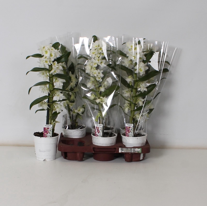 <h4>DEND NOBILE</h4>