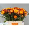 HELICHRYSUM OV