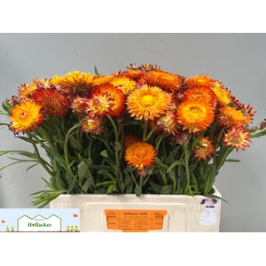 HELICHRYSUM OV