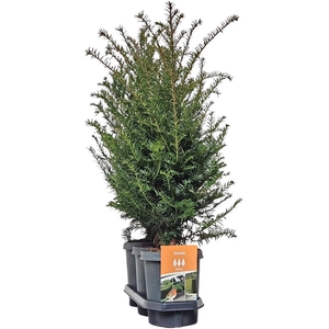 Hedgeline Taxus baccata 60-80 C4