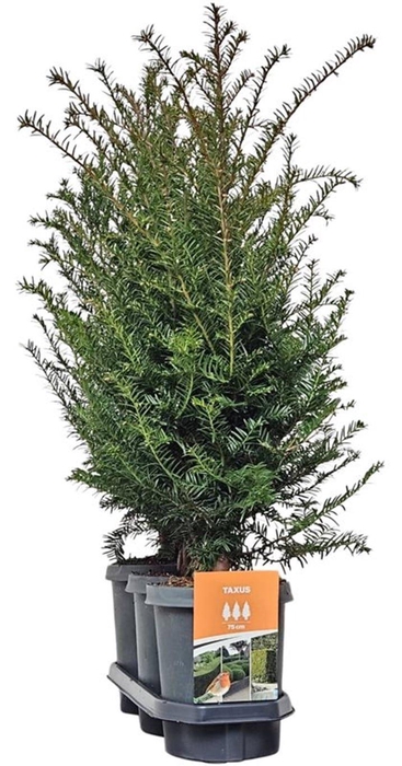<h4>Hedgeline Taxus baccata 60-80 C4</h4>