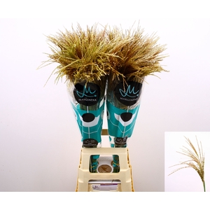 MISC SIN WHITE CLOUD